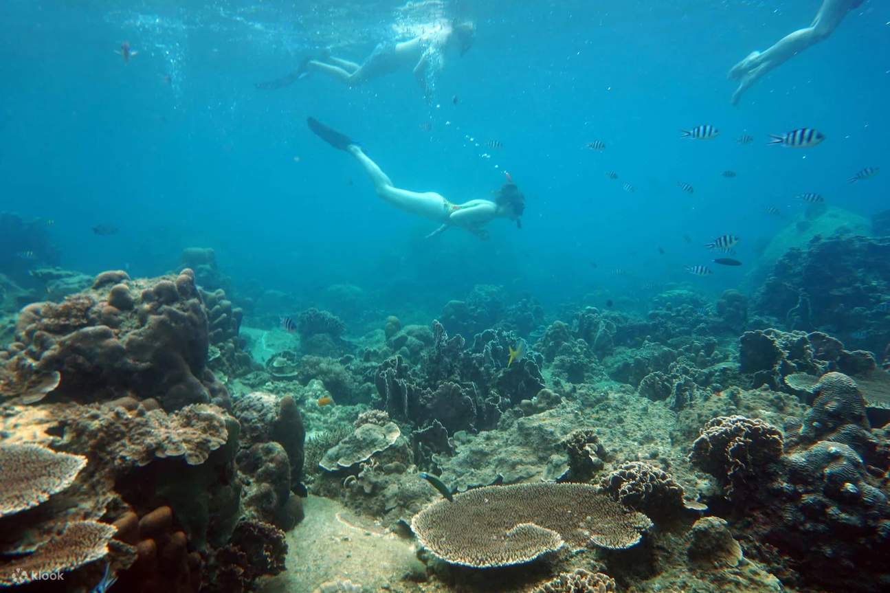 PADI 5 スター ダイブ センターでクッド島の 1 日
