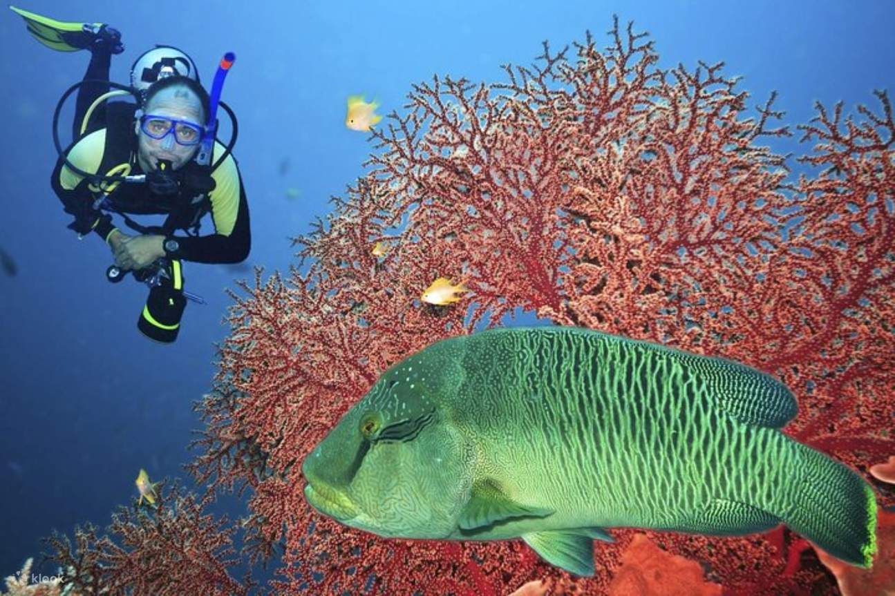  transfer를 포함한 전문 스쿠버 다이빙 풀 데이 트립 – 후르가다