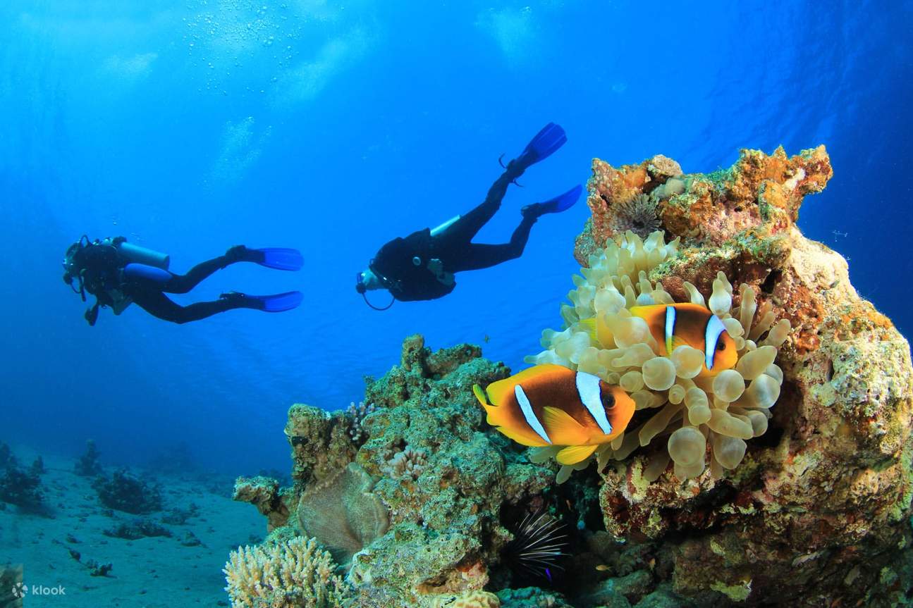 Excursión de esnórquel al Mar Rojo en Safaga desde Luxor
