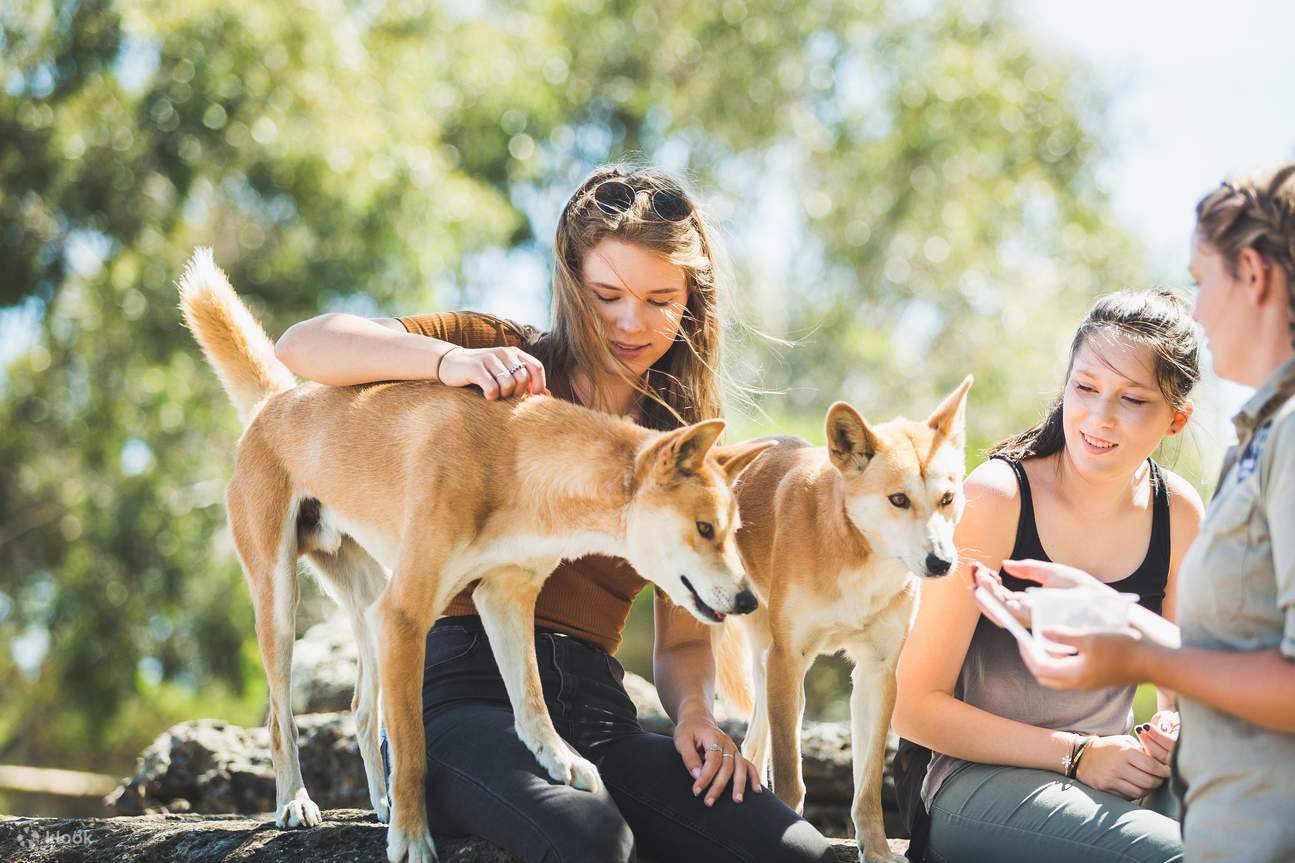 Dingo, Động vật hoang dã, Động vật Úc, Bán đảo Mornington 