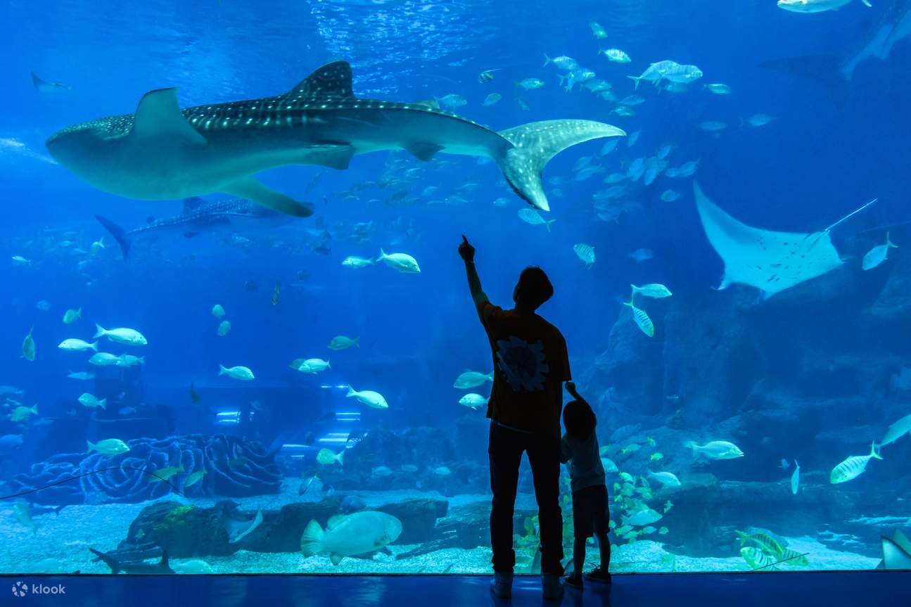 At Chimelong International Ocean Resort in Zhuhai, you'll have the ocean at your fingertips and enjoy close encounters with rare animals.