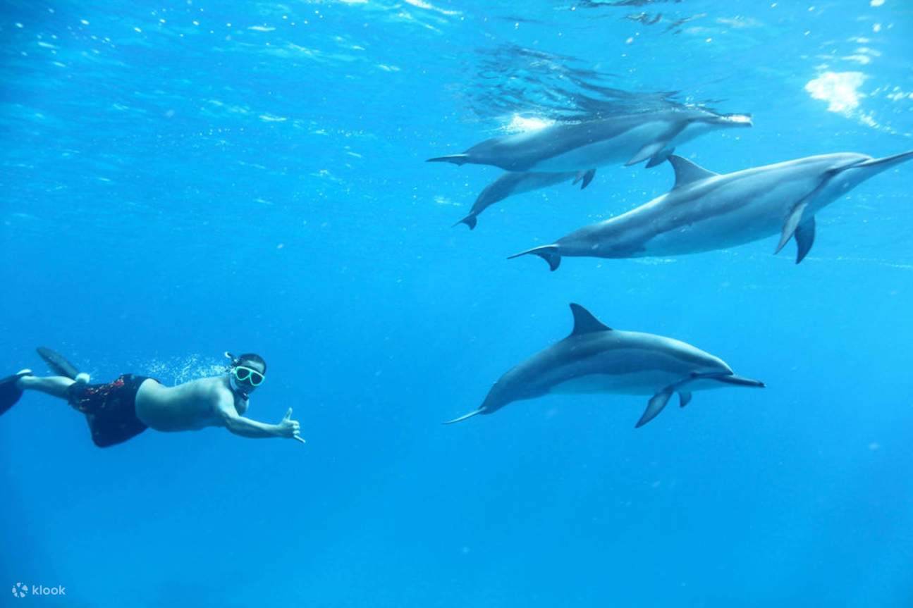 Nage avec les dauphins, excursion VIP de plongée en apnée avec déjeuner - Hurghada