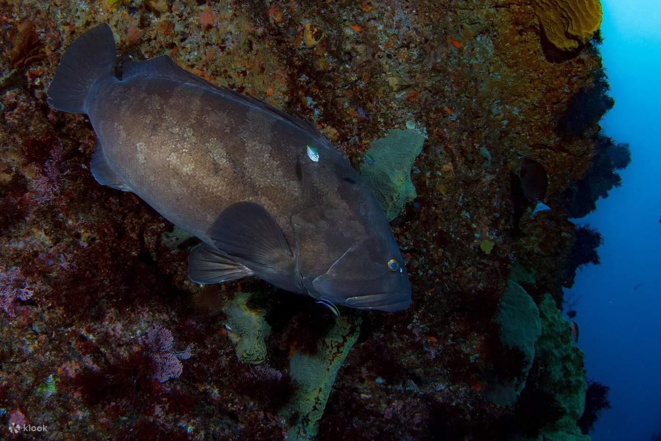 Gentle giants of Tateyama: Face-to-face with enormous groupers in shark-filled waters