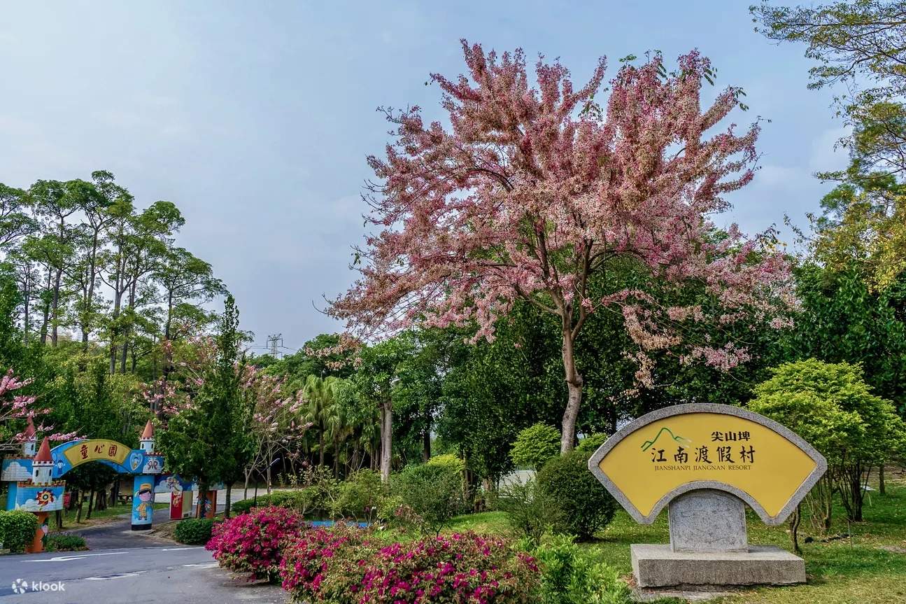 The Pink Shower Tree is one of the symbolic flowers of Jianshanpi Resort in Liuying. During the flowering season, vibrant pinks adorn every corner of the resort.