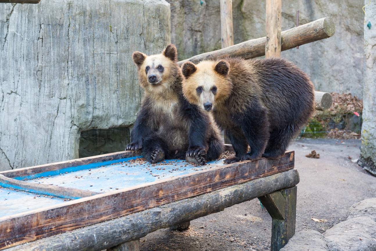 北海道昭和新山クマ牧場入場券 | Klook