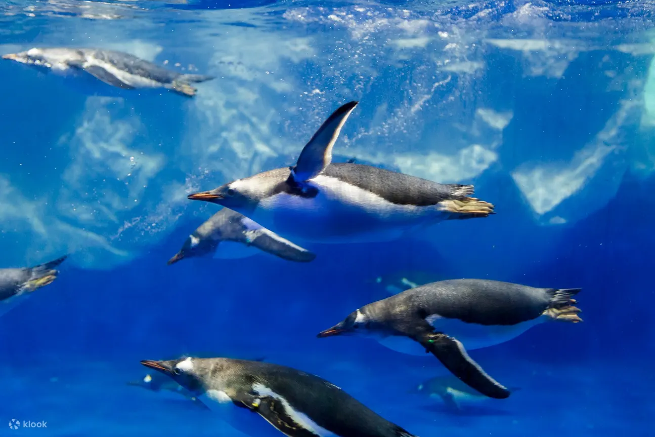 企鹅 海洋生物 凯利塔特隆水族馆