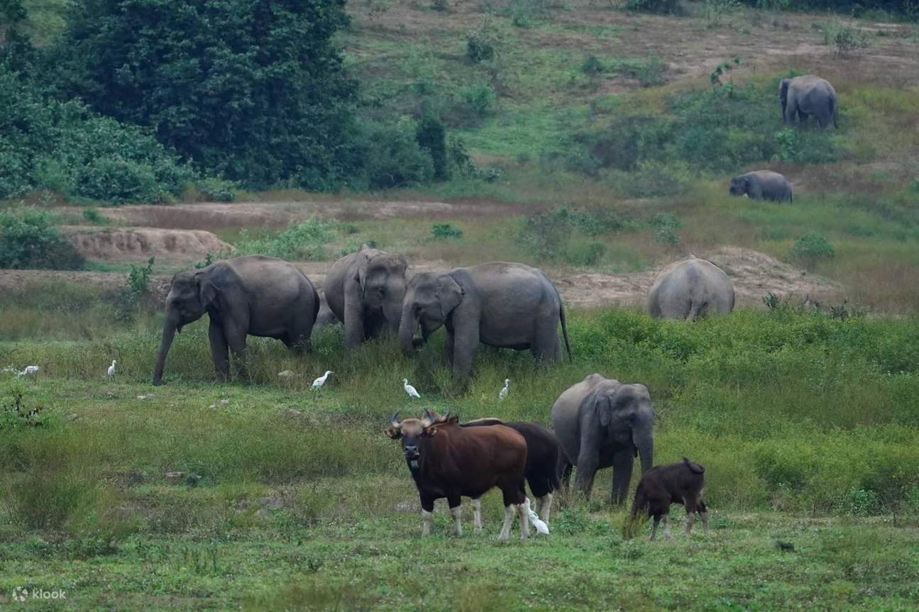 Menonton Gajah Kui Buri