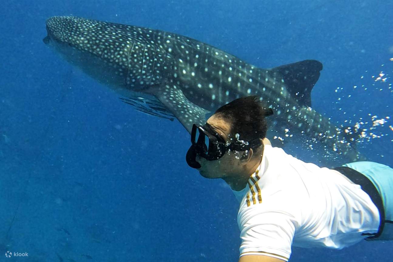 男子在水下與鯨鯊一同游泳