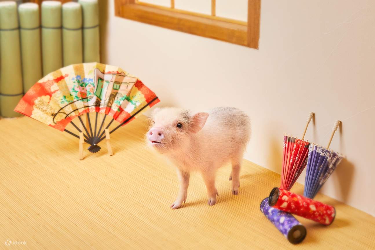 京都Micro Pig Cafe迷你猪咖啡馆体验 - Klook客路