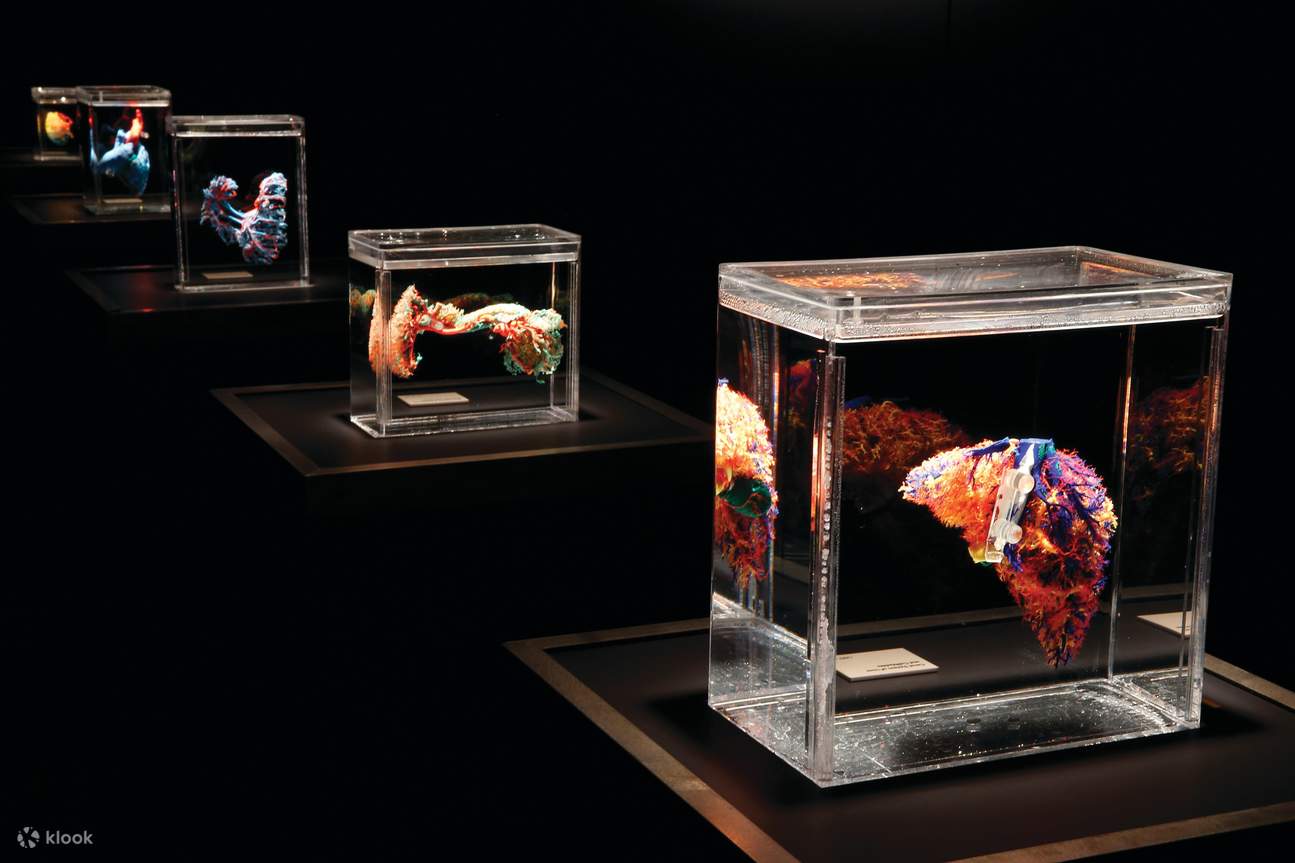 анатомия человека