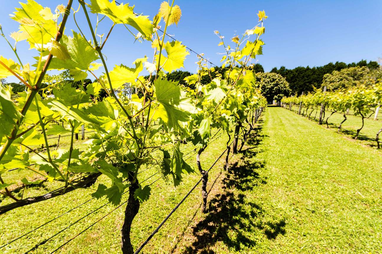 scenic rim winery tours