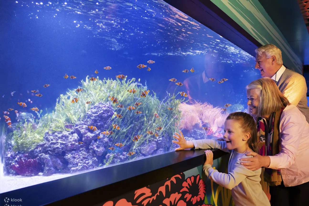 Sea Life London에서 상어와 거북이를 포함한 해양 생물을 만나보세요.