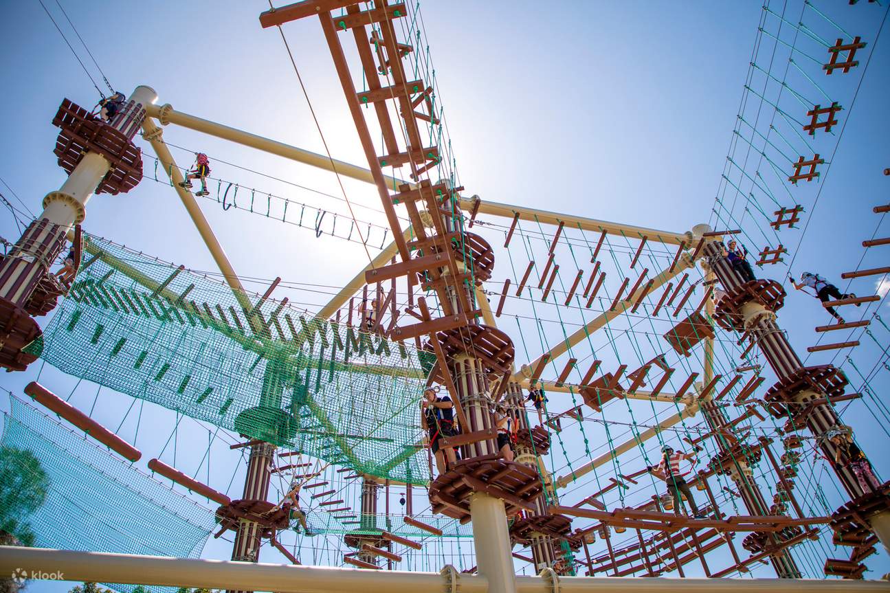 meraviglia tra le cime degli alberi