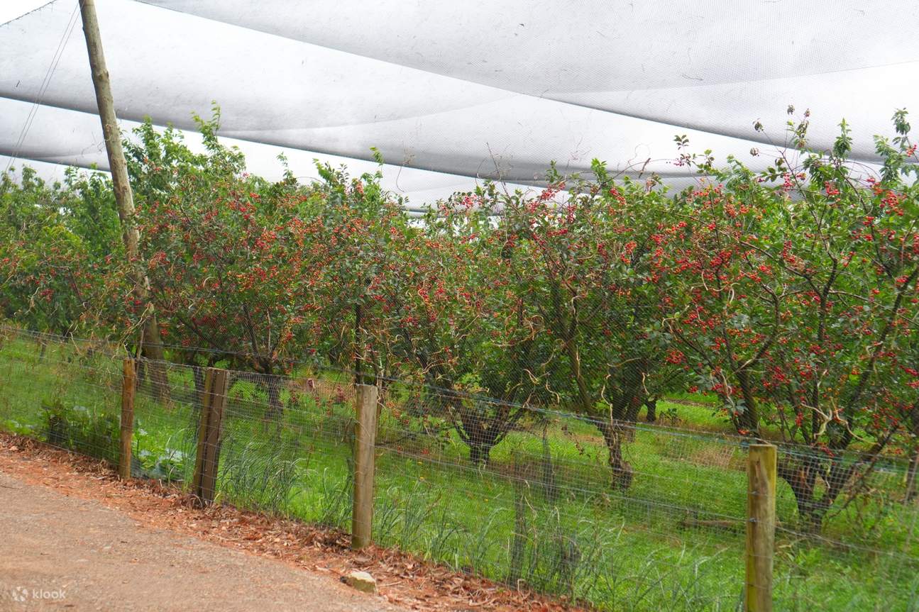 mornington-peninsula-private-tour-klook