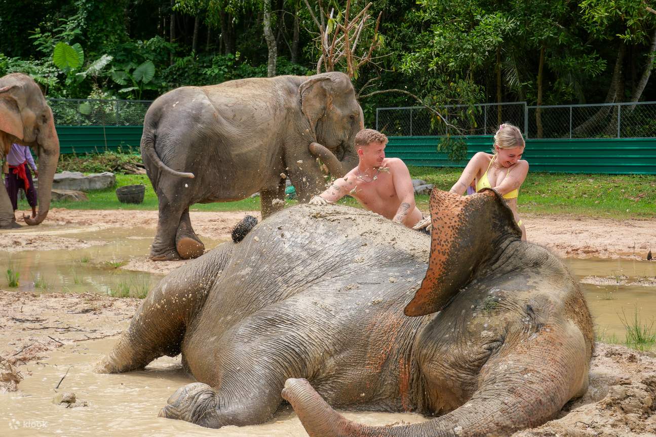 Pengalaman di Aonang Elephant Sanctuary