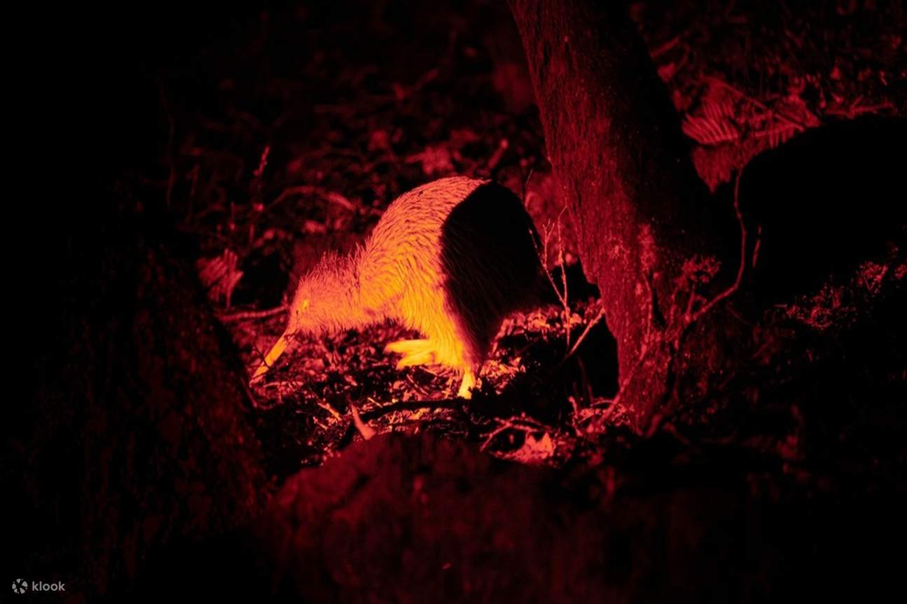 stewart island experiences kiwi encounter