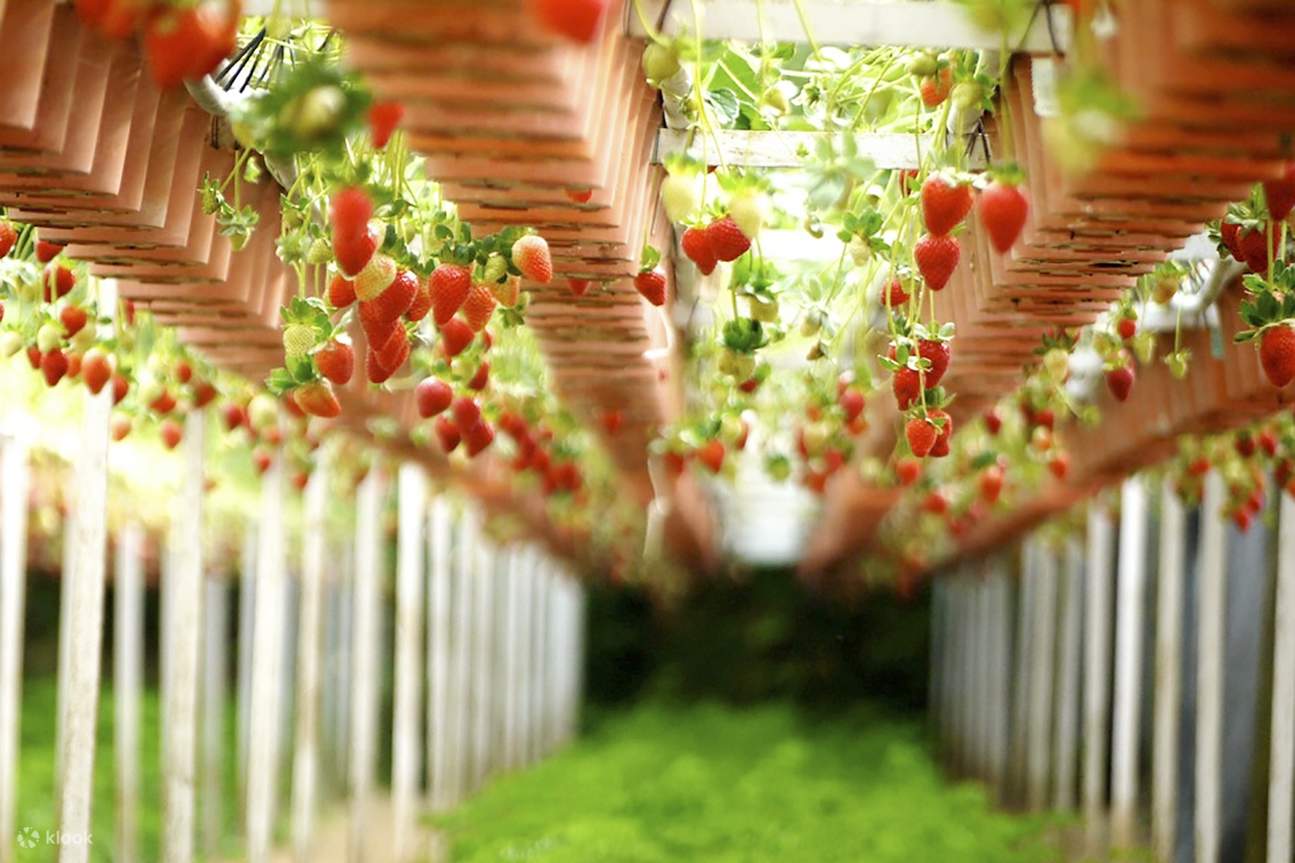 Strawberry Picking Experience and Seoul Day Trip Klook Singapore