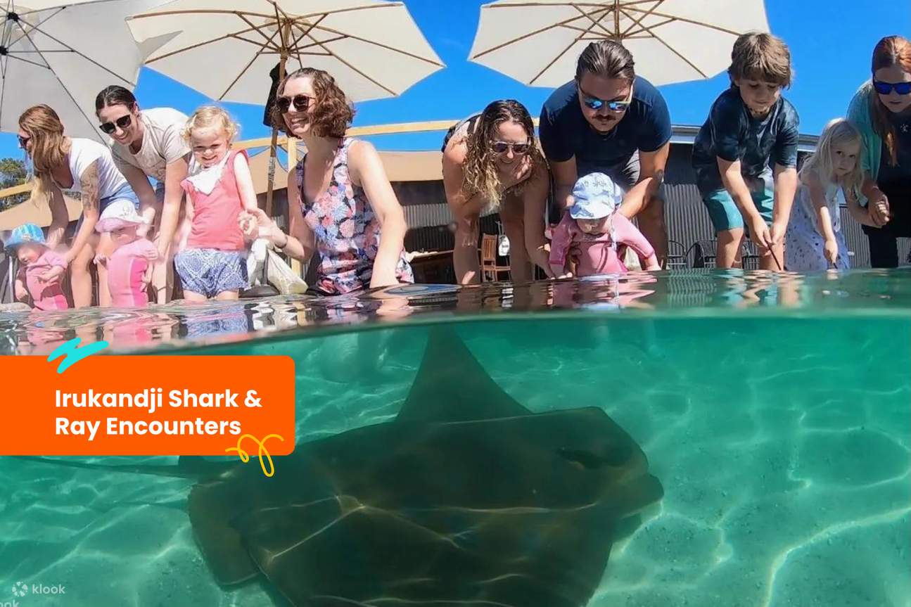 Billet pour les rencontres avec les requins et les raies d'Irukandji