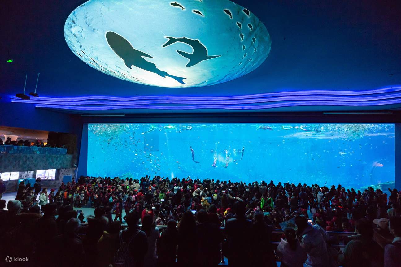 Vulcano Shark Aquarium