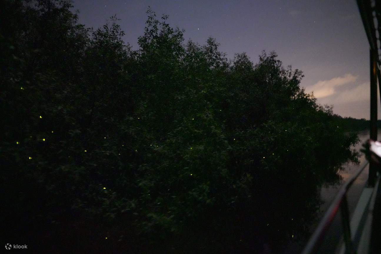 Tour ngắm đom đóm 