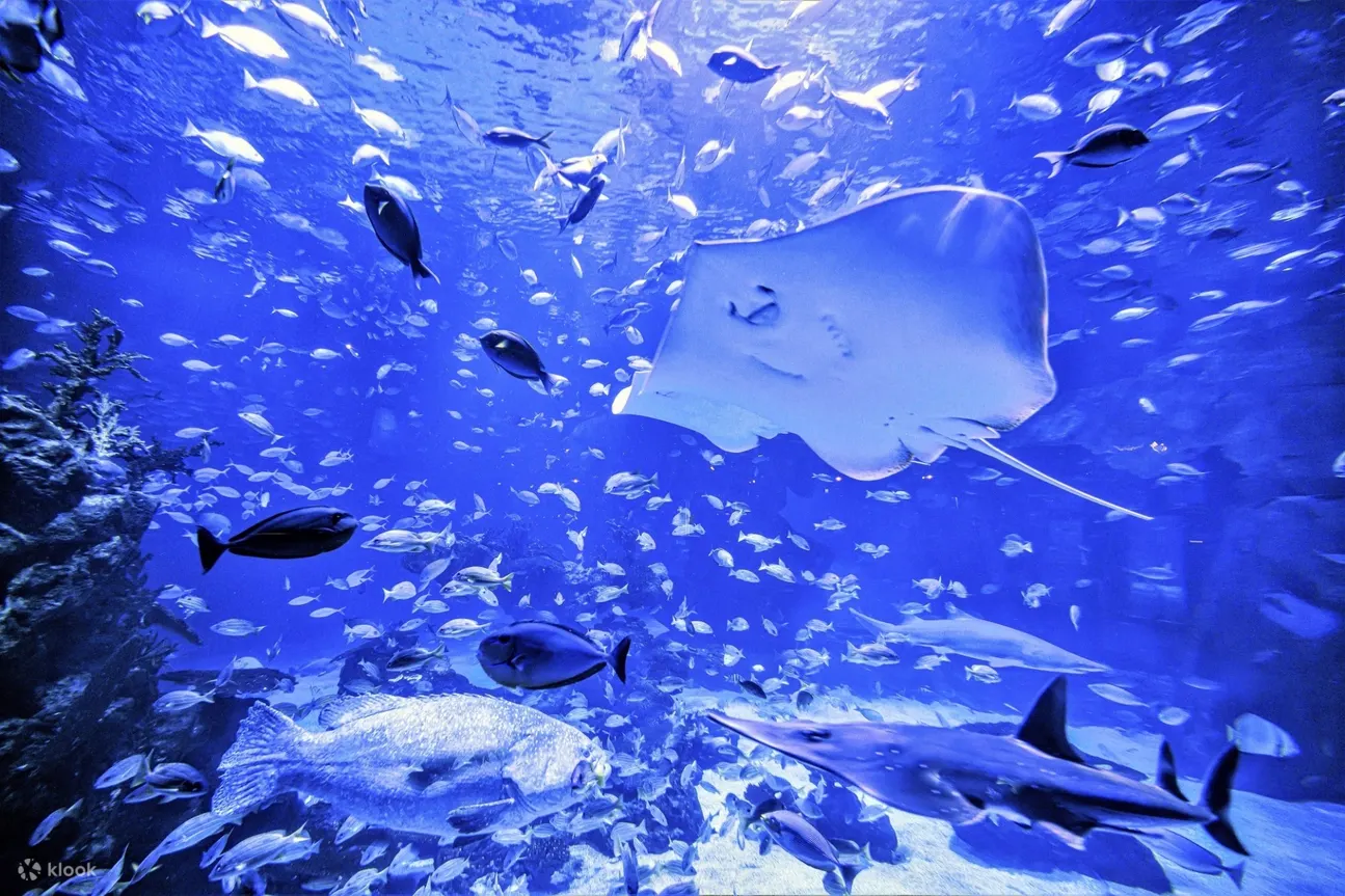 stingray