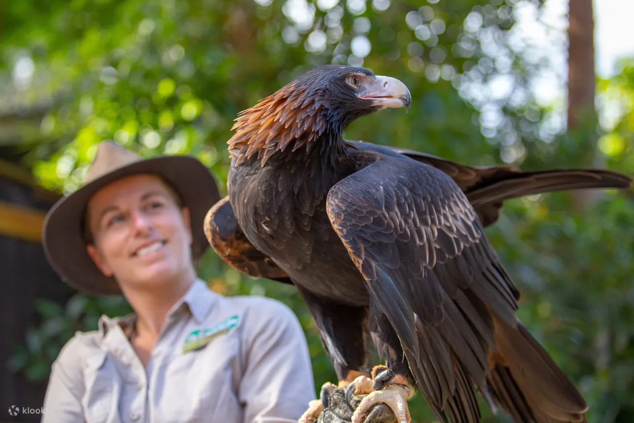 Currumbin Wildlife - Currumbin Wildlife Bird