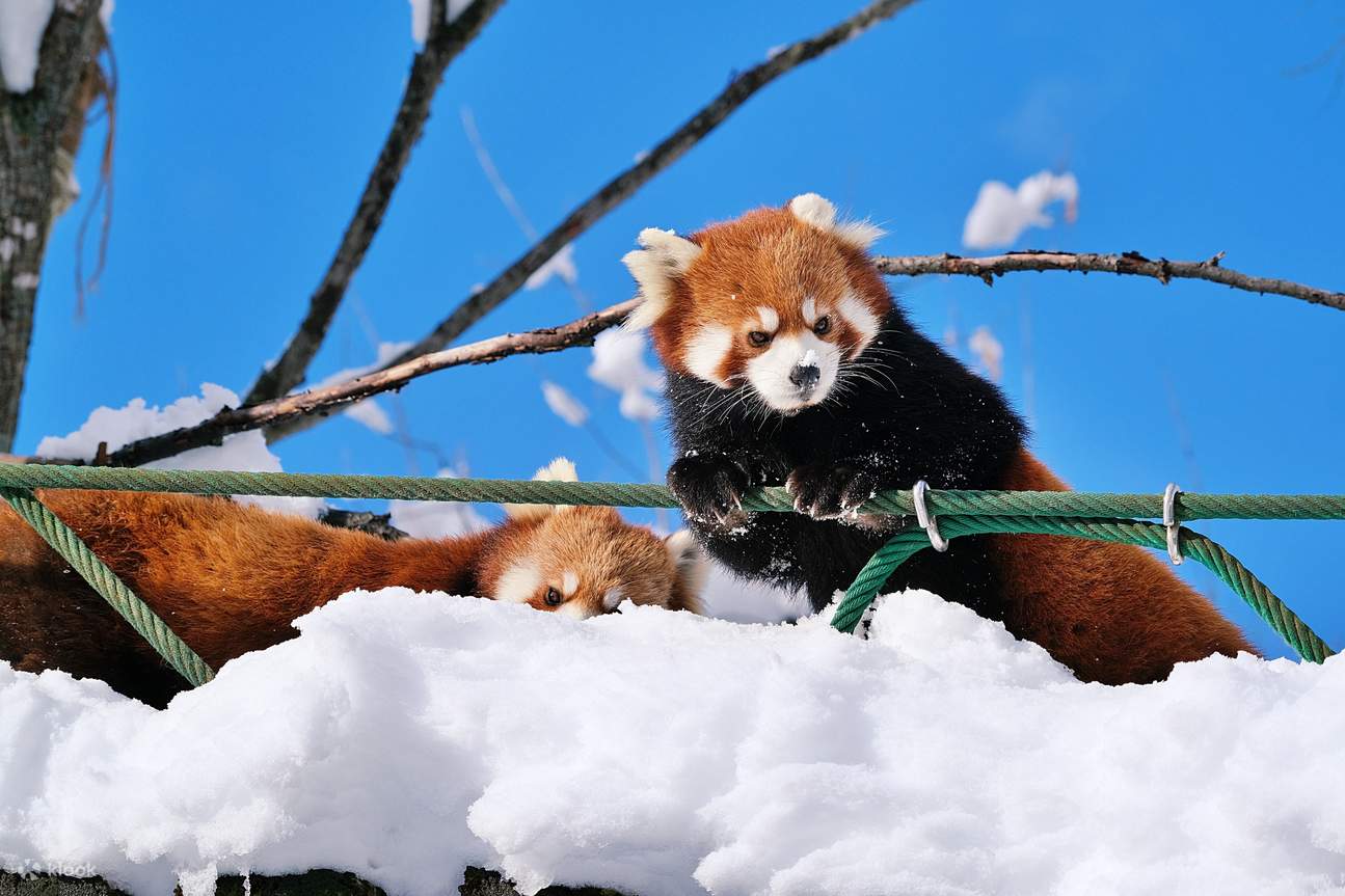 にゃおだて　Snow World Winter Wonderland Experience at Shinhotaka Ropeway