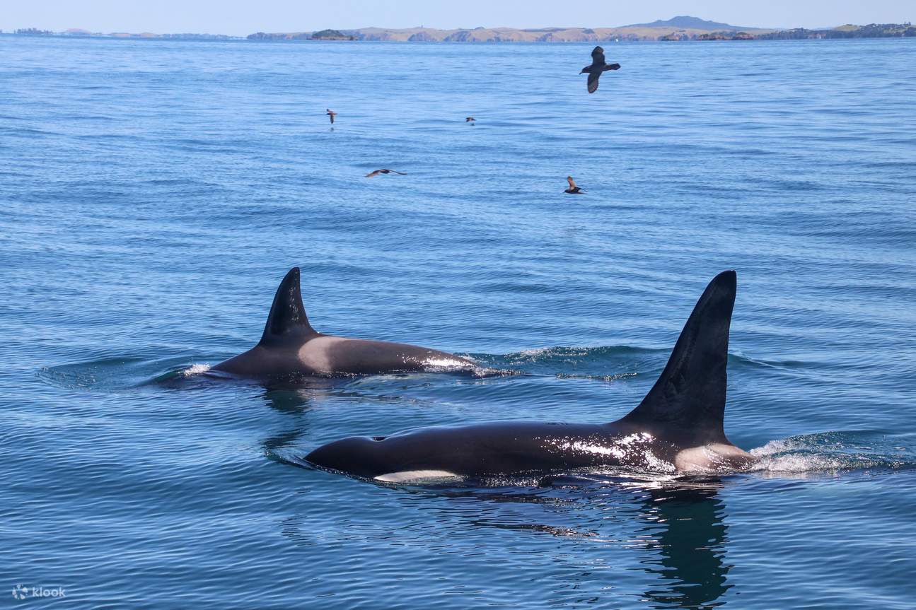 Crucero Safari de Ballenas y Delfines en Auckland