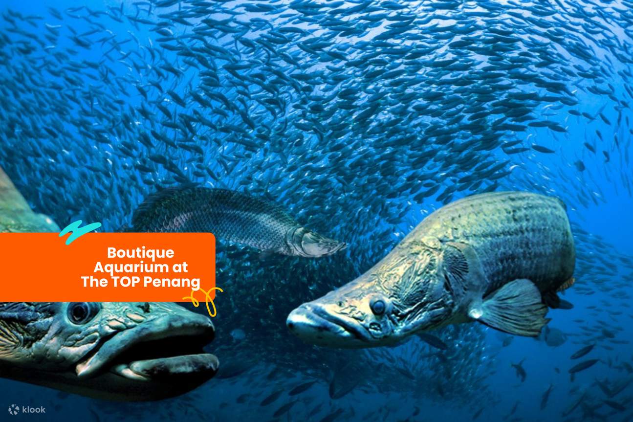 Boutique Aquarium al The TOP Penang