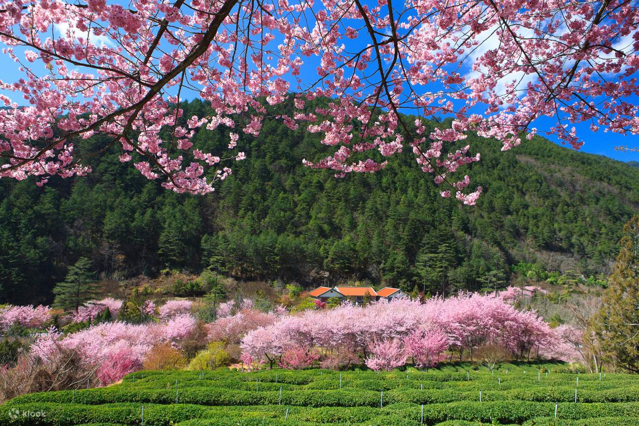 Taichung: Wuling Farm Day Tour (From Taipei) - Klook Philippines