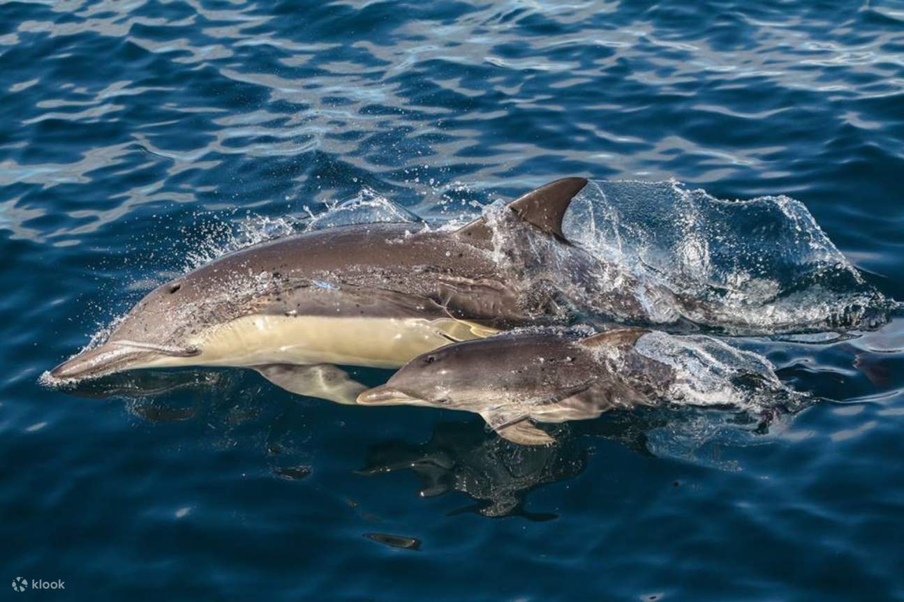 Wild dolphin watching in Port Stephens