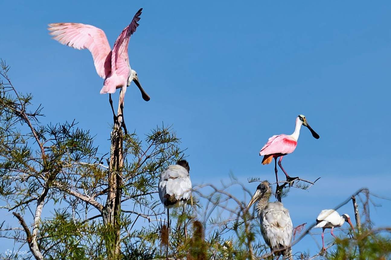 Dia complet: Aventura als Everglades amb una caminada seca - Klook Espanya