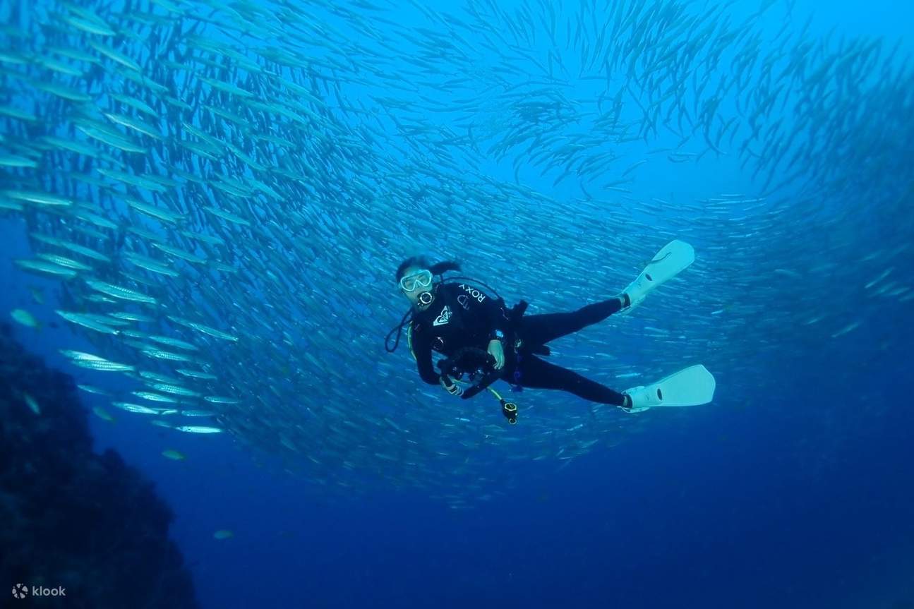 Surrounded by fish colonies while diving 