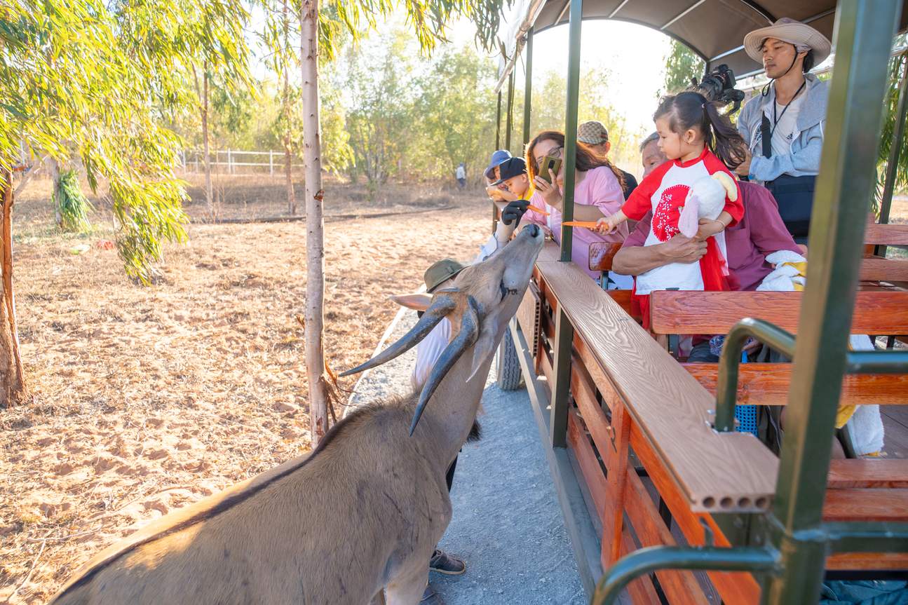 Safari Cafe & Zoo Phan Thiet Ticket - Klook