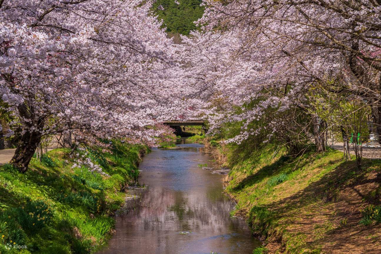 富士山写真スポット＆芝桜・桜日帰りツアー（東京発） | Klook
