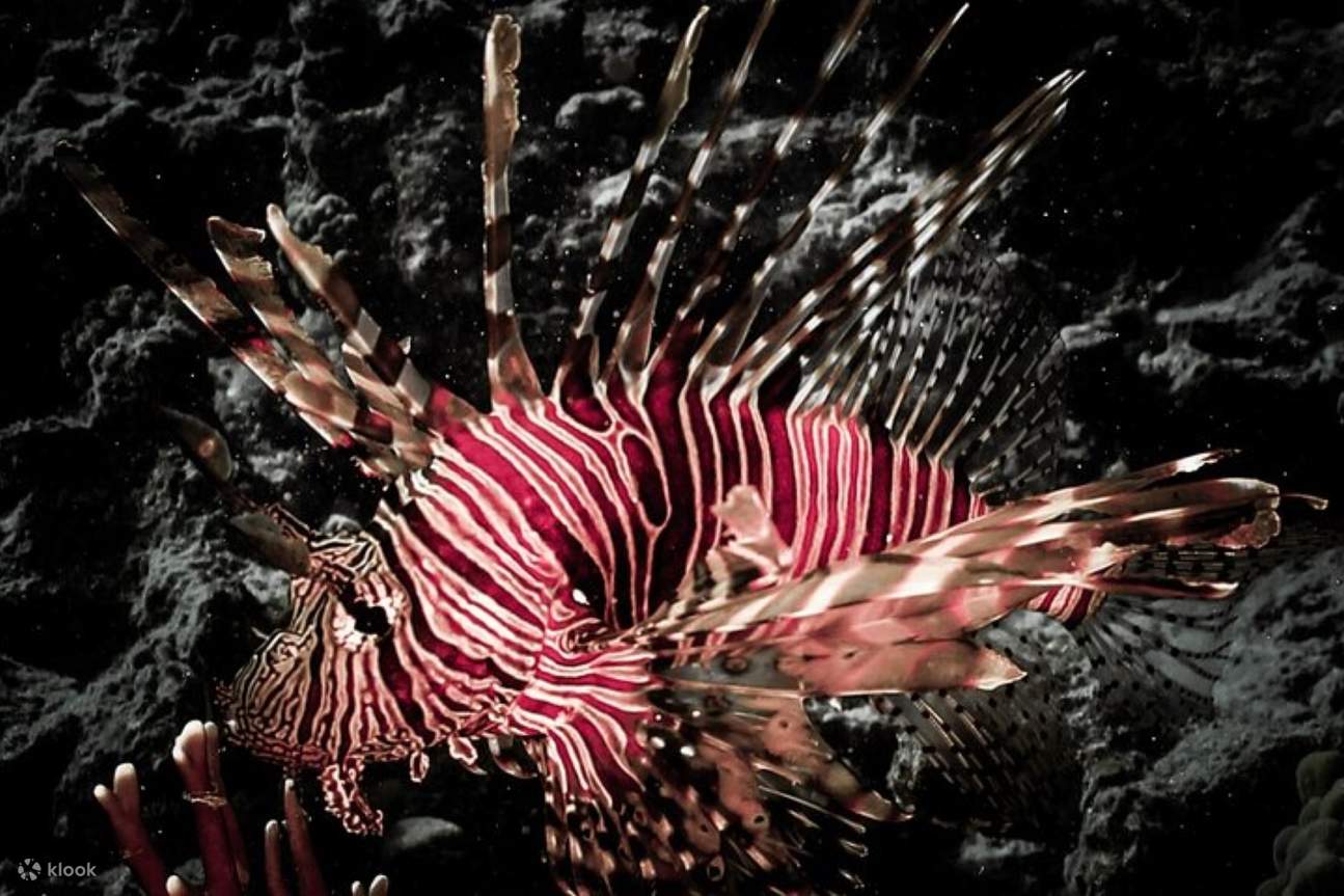 Bot Skuba Diving 2 Perhentian Menyelam untuk pemula & Makan Tengah Hari – Marsa Alam