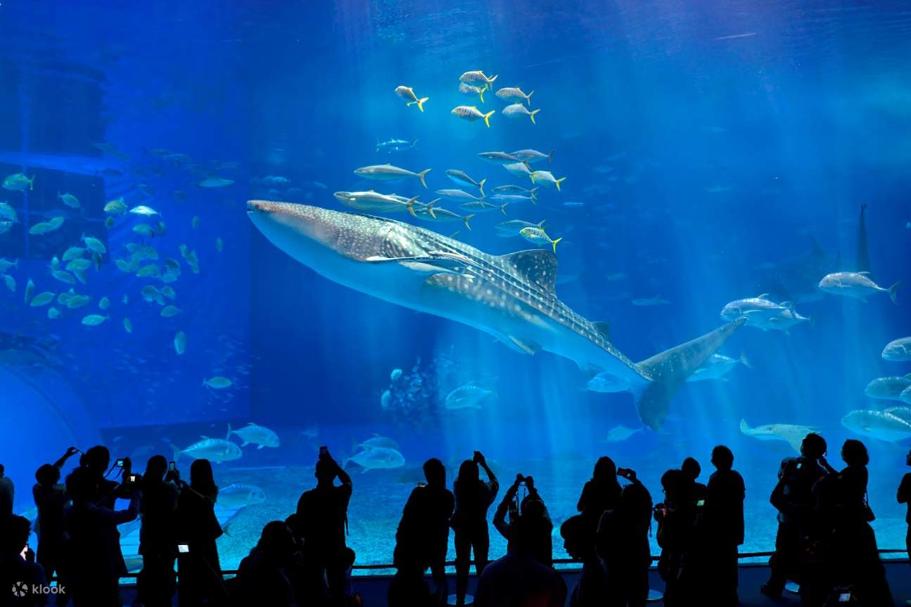 Okinawa Churaumi Aquarium