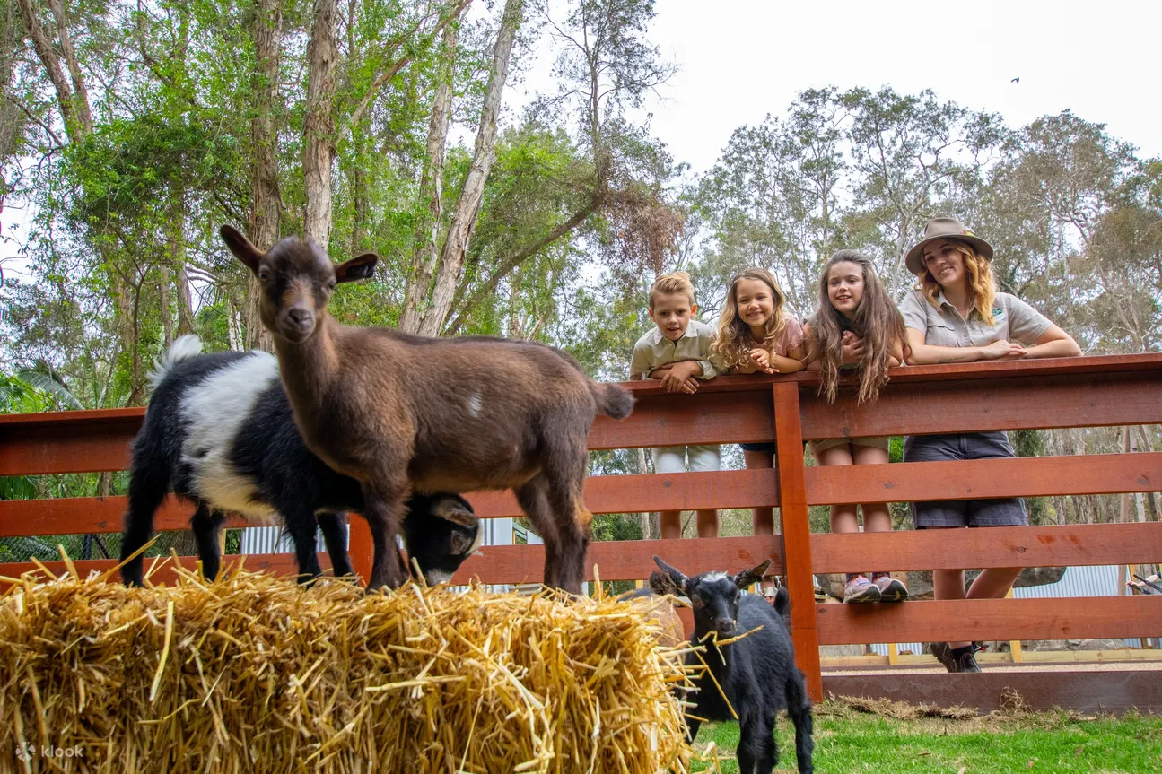 Currumbin Wildlife - Currumbin Wildlife Goat
