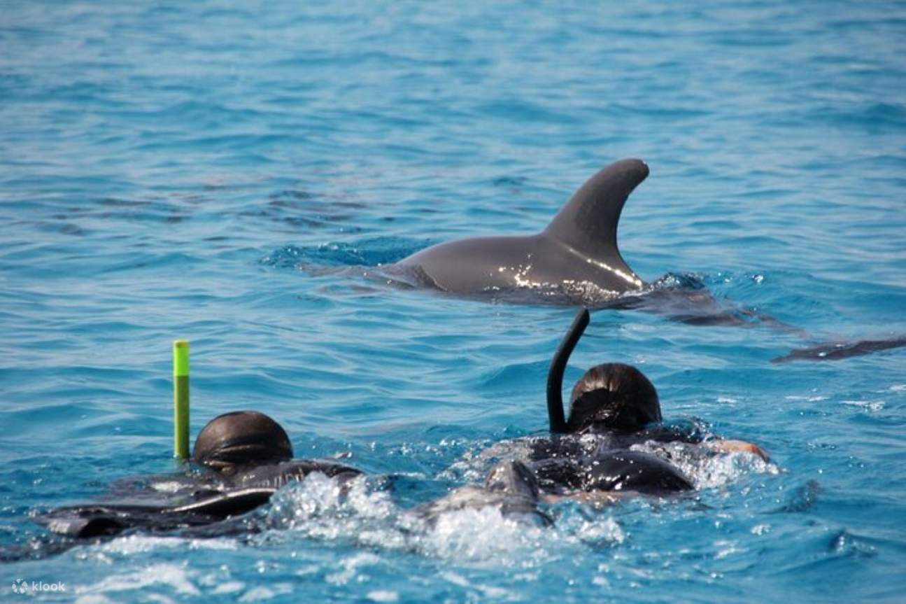 Nage avec les dauphins, excursion VIP de plongée en apnée avec déjeuner - Hurghada