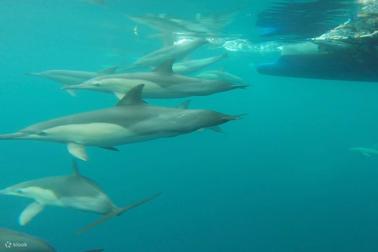 물에 돌고래의 그룹