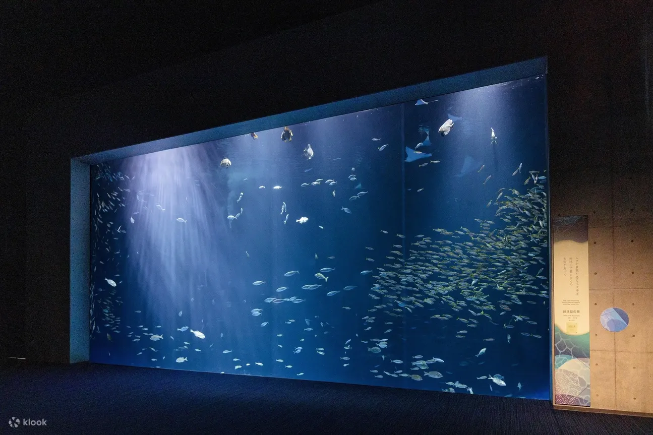 绵津见的风景（图片由四国水族馆提供）