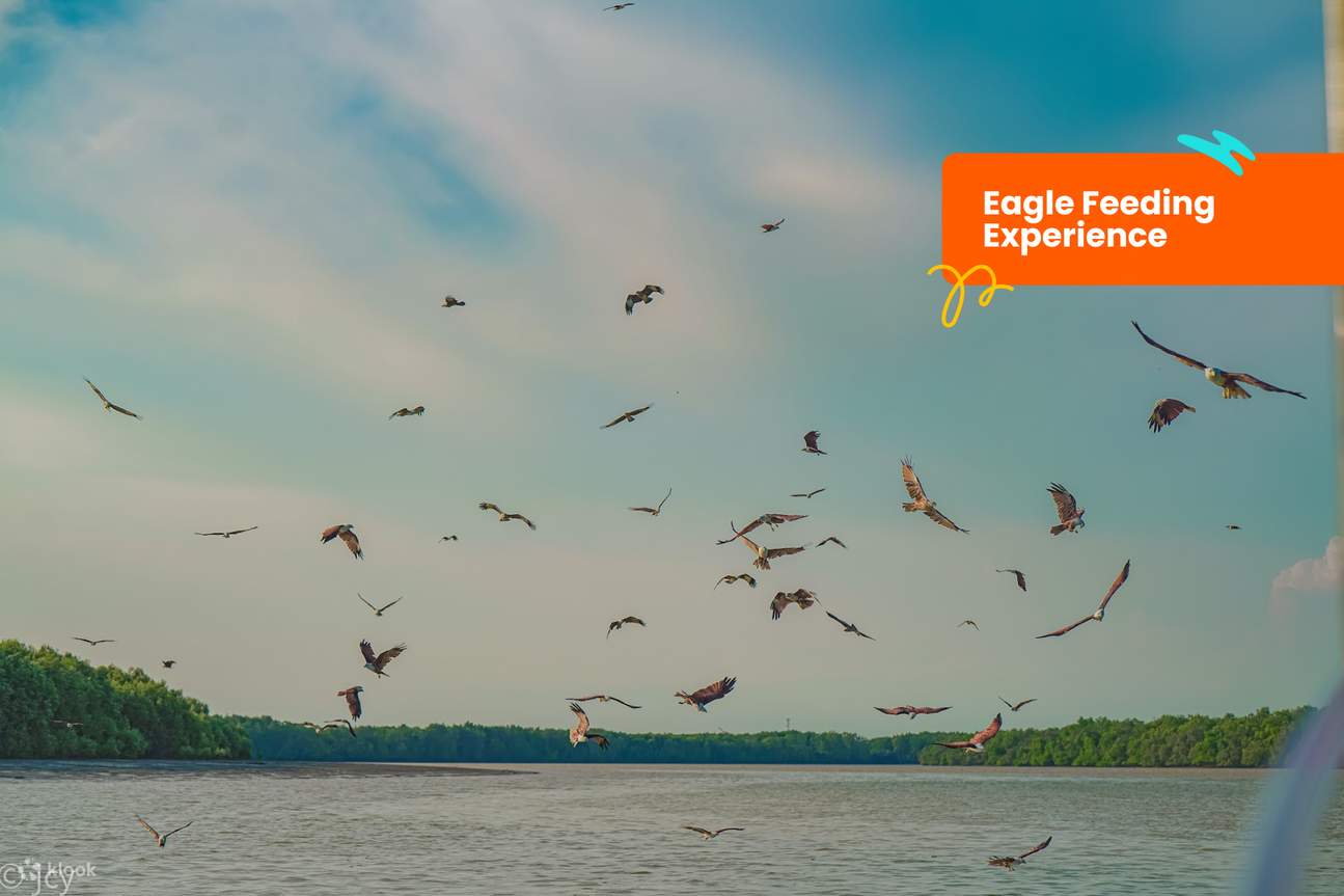 Pengalaman memberi helang makan