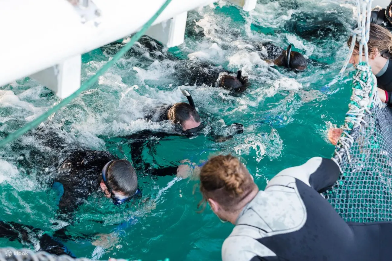 Wild dolphin watching in Port Stephens