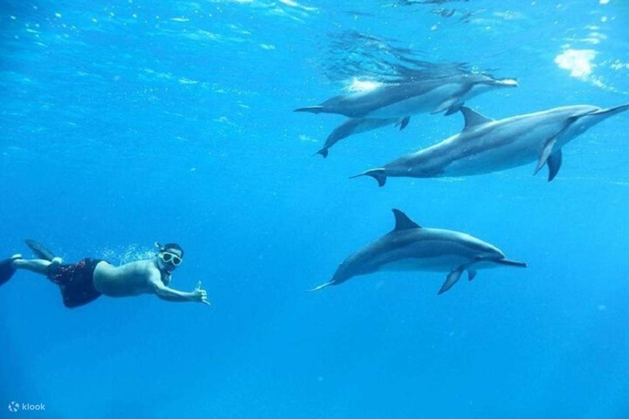 Nage avec les dauphins, excursion VIP de plongée en apnée avec déjeuner - Hurghada