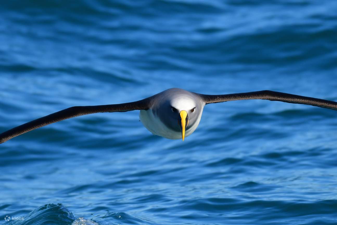 un pájaro volando sobre el mar