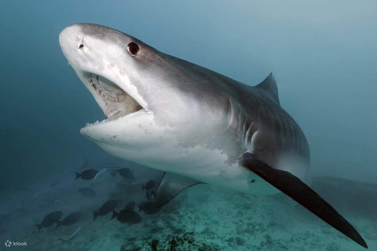 Ammirare da vicino l'eleganza e la magnificenza degli squali tigre, un'esperienza che infonde umiltà nelle acque di Fuvahmulah