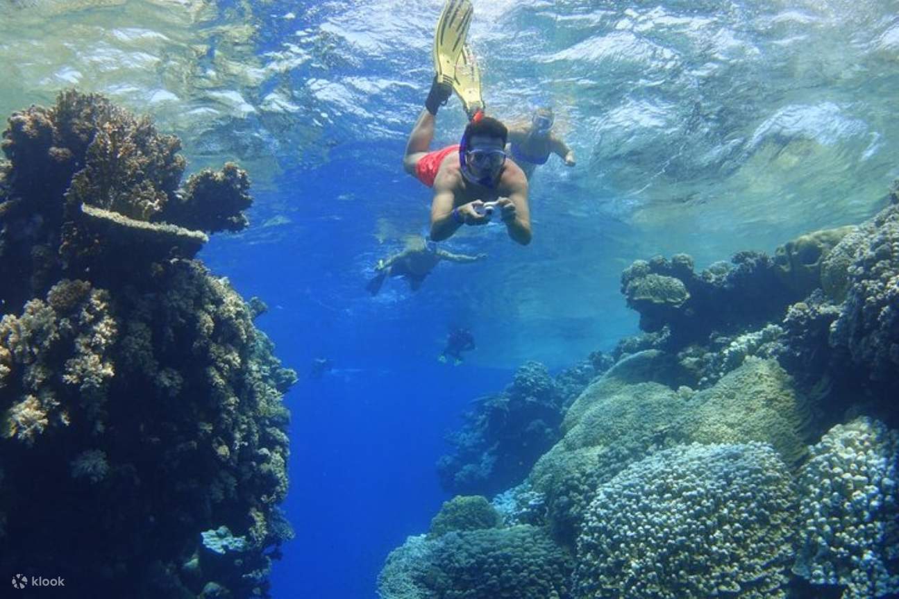 Excursion de plongée avec tuba d'une journée complète aux Coral Gardens et déjeuner – Marsa Alam