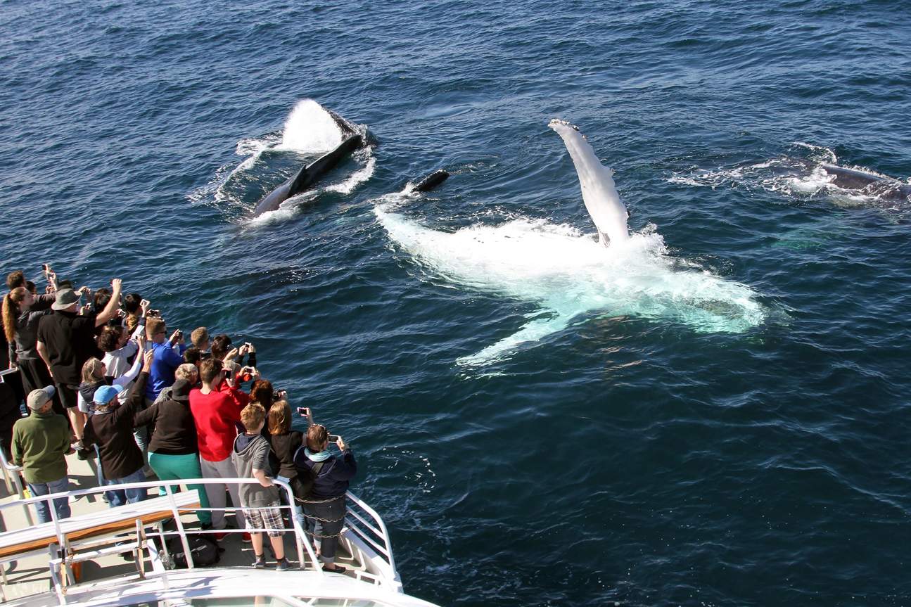 澳大利亚冲浪者天堂赏鲸体验 - Klook客路