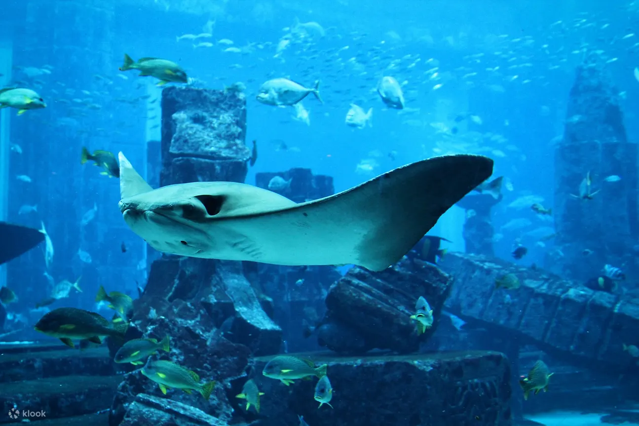黄貂鱼失落的密室水族馆