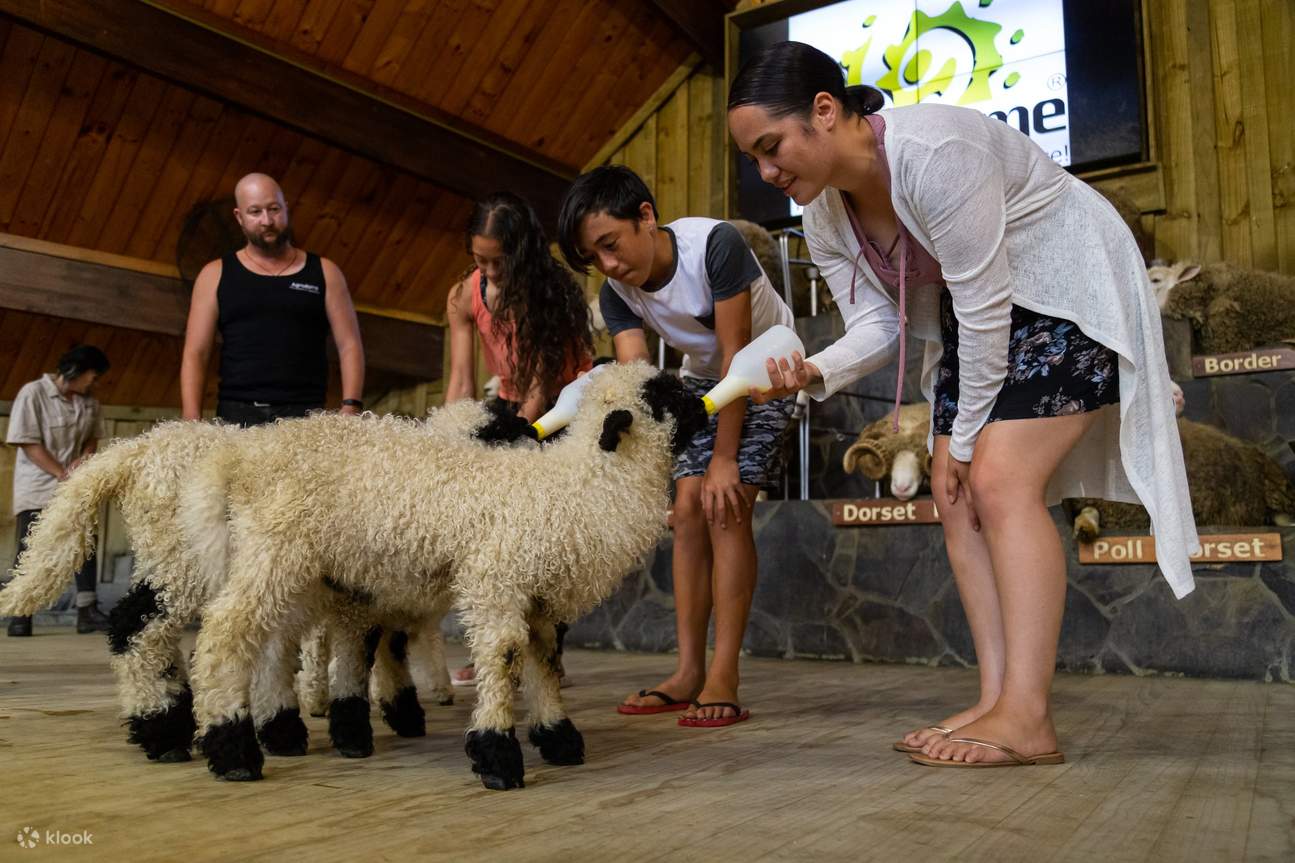 Agrodome Farm Admission Ticket in Rotorua, New Zealand Klook